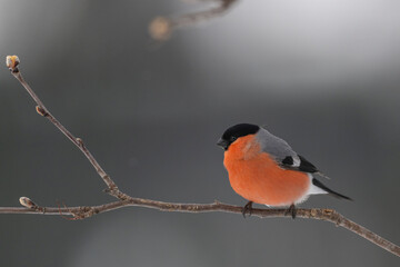 The Eurasian bullfinch, common bullfinch or bullfinch (Pyrrhula pyrrhula)
