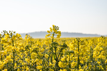 Obraz premium Brassica napus, flowering field of rapeseed
