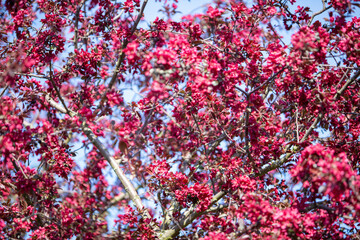 blooming blood plum as background, nigra