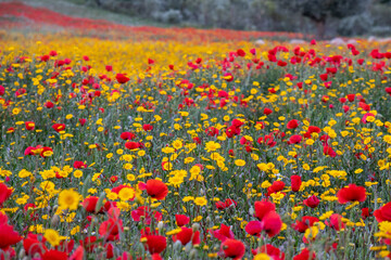 Field of red poppies and yellow daisies in spring with a group of sheep and trees in the background.