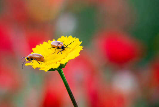 Close-up of two insects on a yellow daisy with a background of poppies and daisies.