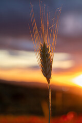 Close-up of a spike in a poppy field with the golden colors of the fiery orange sunset. Beautiful...