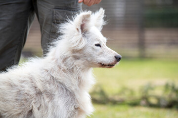 Alopecia disease Samoyed dog. Dermatitis and Itching of Dogs