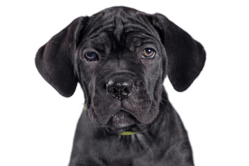 Fototapeta premium black cane corso puppy looking up on a white background