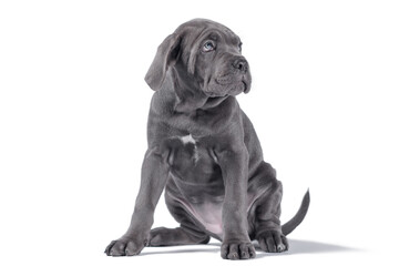 black cane corso puppy looking up on a white background