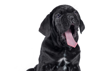 black cane corso puppy looking up on a white background