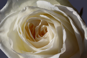 front top photography of a beautiful white rose on a dark gray background, studio shoot