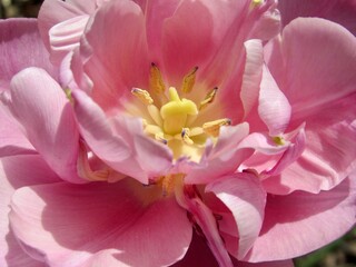 Pink Tulip flower 