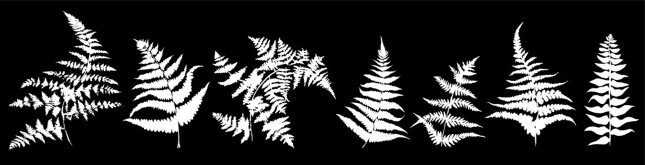 Set of fern leaves isolated on black background
