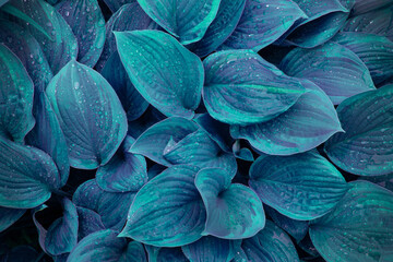 Decorative hosta leaves with rain drops on it