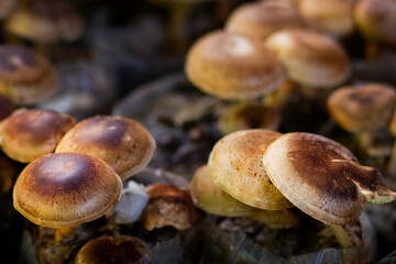 A close up of mushrooms in the garden