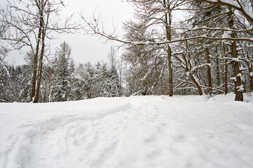 Hiking trail duuring winter in the forest