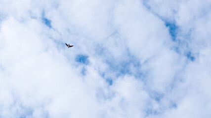 airy porous clouds and bird on the sky with copy space, white sky background.