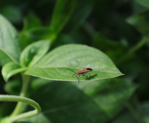 Naklejka premium Close up of a red and black color insect on a leaf with the leaf