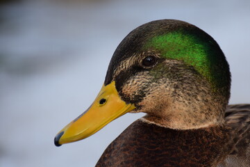duck