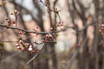 Branches of a blossoming tree against the sky. Cherry plum flowers.