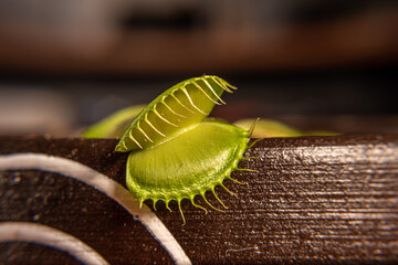 Planta carnivora insectivora Dionaea muscipula