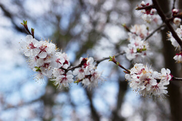 Branches of a blossoming apricot on a background of blue sky. Spring bloom.