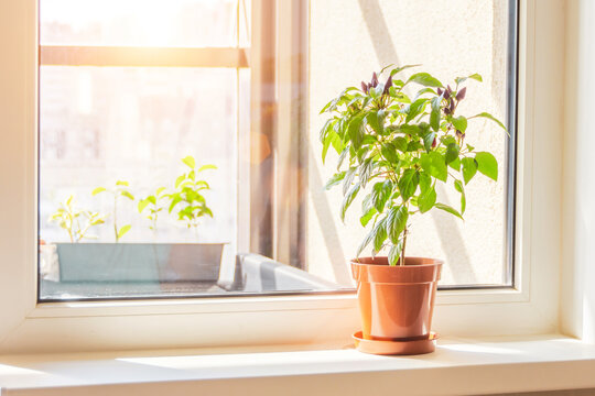 Decorative pepper with purple fruits plant on the windowsill of a sunlit room.