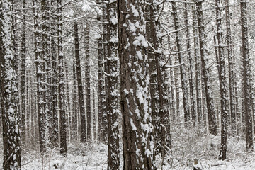 Naklejka premium Blick in den Wald auf schneebedeckte Baumstämme