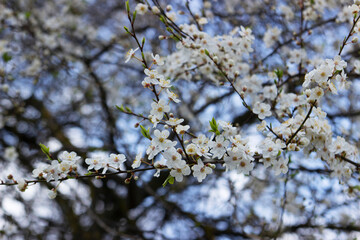 Branches of a blossoming tree against the sky. Cherry plum flowers.