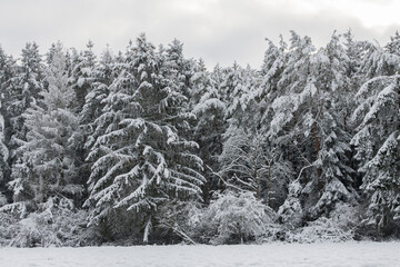 Waldrand mit schneebedeckten Tannen