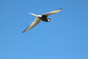 Fototapeta premium An Arctic Tern in flight over Farne Islands