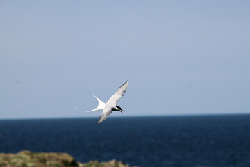 Fototapeta na wymiar An Arctic Tern in flight over Farne Islands