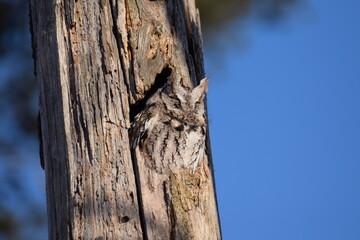 eastern screech owl