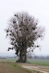 ein Baum voller Misteln