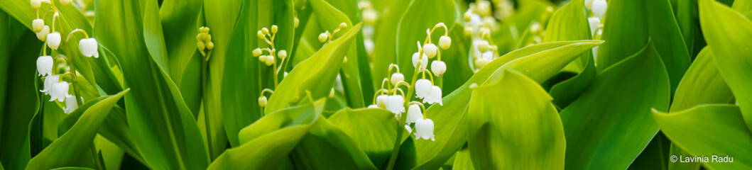 Panoramica con fiori di mughetto e foglie verdi nella luce del pomeriggio. Primavera. Fuori. In...