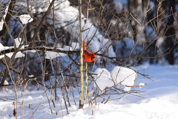 cardinal