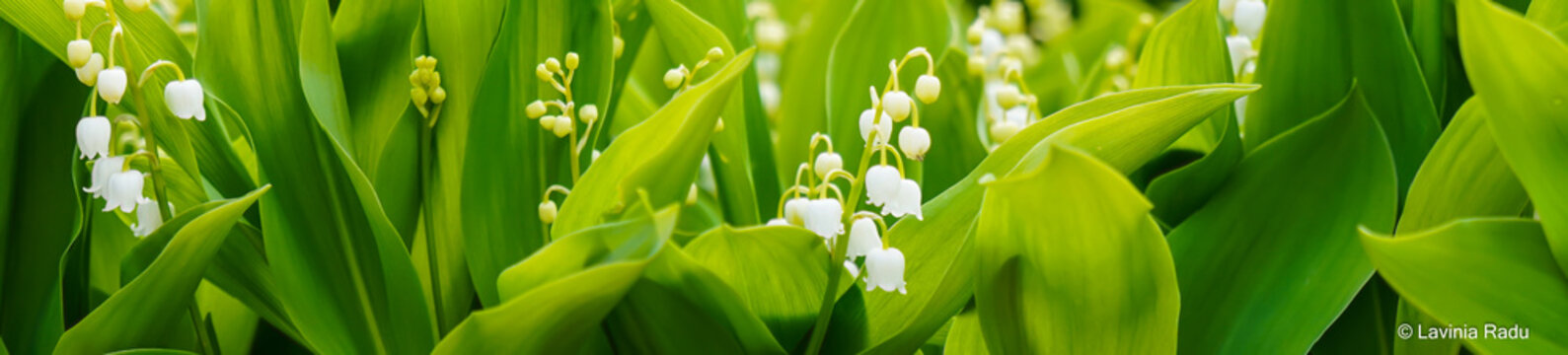 Panoramica con fiori di mughetto e foglie verdi nella luce del pomeriggio. Primavera. Fuori. In natura.