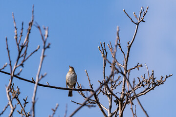 einzelne Singdrossel mit weißem Bauch auf einem Ast vor blauem Himmel