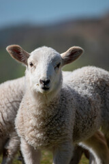Naklejka na ściany i meble a small baby lamb looking at you