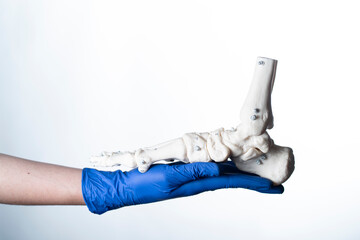 physiotherapist wearing gloves holding foot skeleton