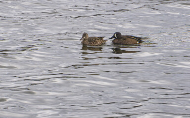 Pair of Blue Winged Teal swimming