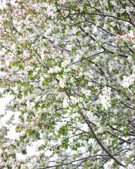 Fototapeta premium Snow meets blossom