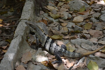 Iguana