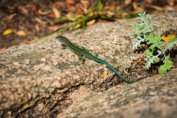 Zauneidechse auf Sardinien am Mittelmeer
