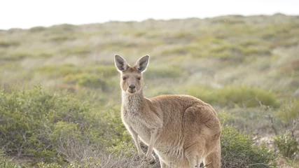 Fotobehang Kangaroo at Kalbarri National Park in Western Australia. © Christopher