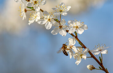 Bee collects nectar from flowers of blooming fruit trees