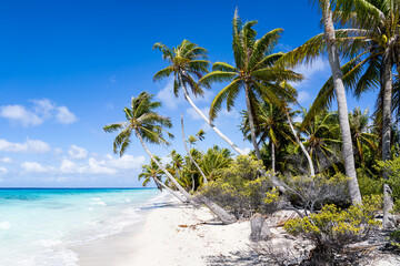 Tropical island with palm trees