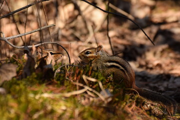 chipmunk