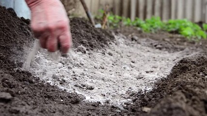 Old hands of grandmother sow seeds in the soil.Grandma is planting Old hands scatter the ashes. Grandma fertilizes the soil before planting. Grandmother in the garden. Wrinkled hands work the soil. 