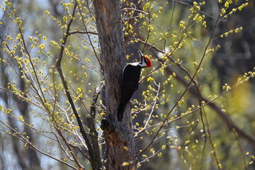 pilated woodpecker