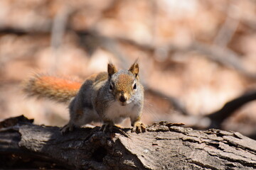 Naklejka na ściany i meble squirrel