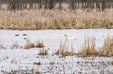 Obraz premium Mute Swan and Canadian Goose