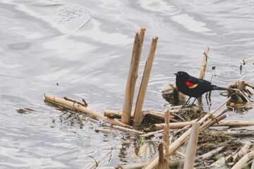 Red Winged Blackbird