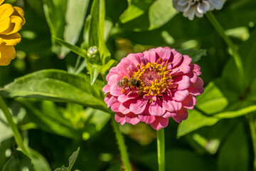 Honeybee collecting pollen from a zinnia flower